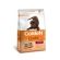 GOLDEN COOKIE CÃES FILHOTES