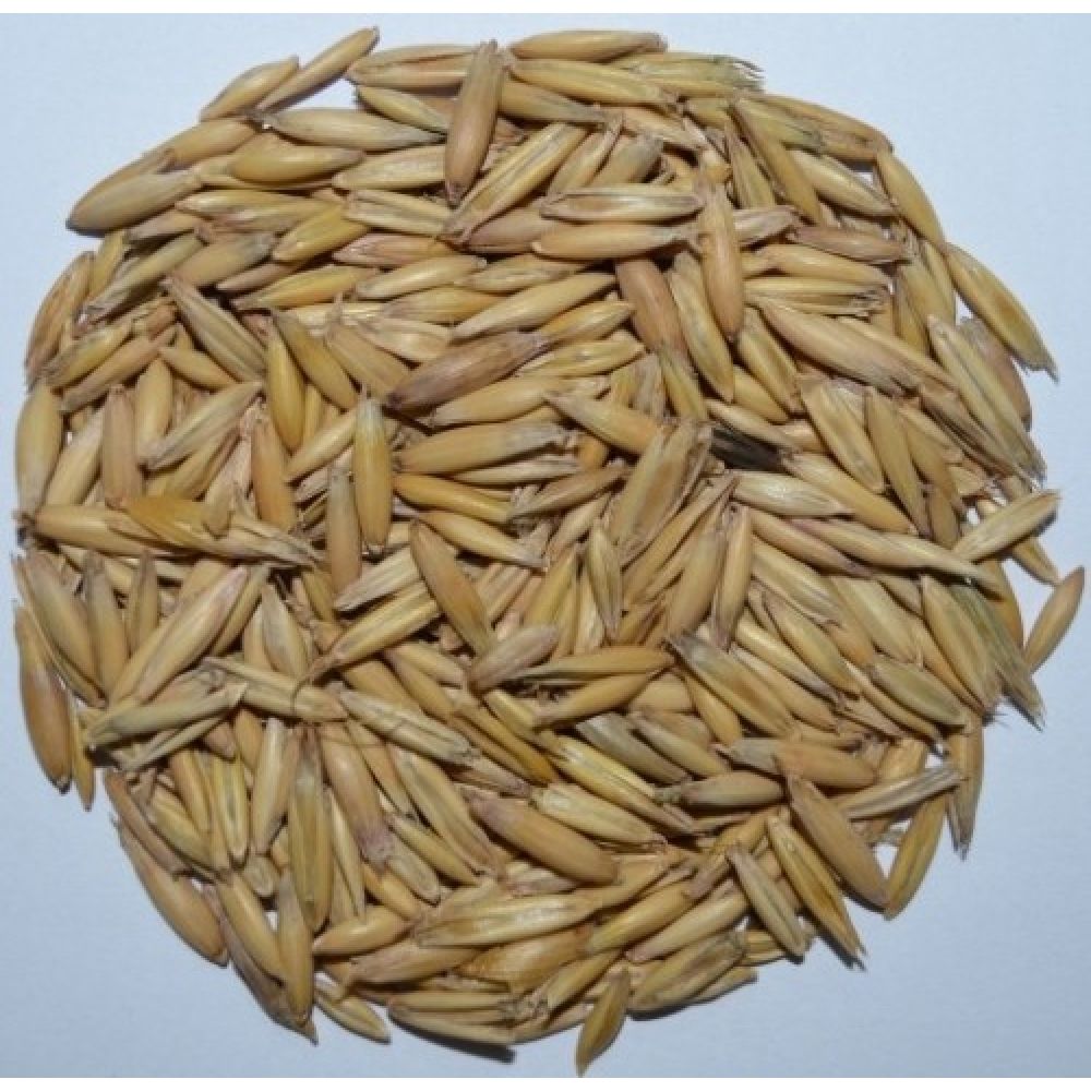 Aveia com Casca - 40 kg [Alto Teor em Fibra e Alto Índice de Digestibilidade]