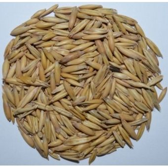 Aveia com Casca - 40 kg [Alto Teor em Fibra e Alto Índice de Digestibilidade]